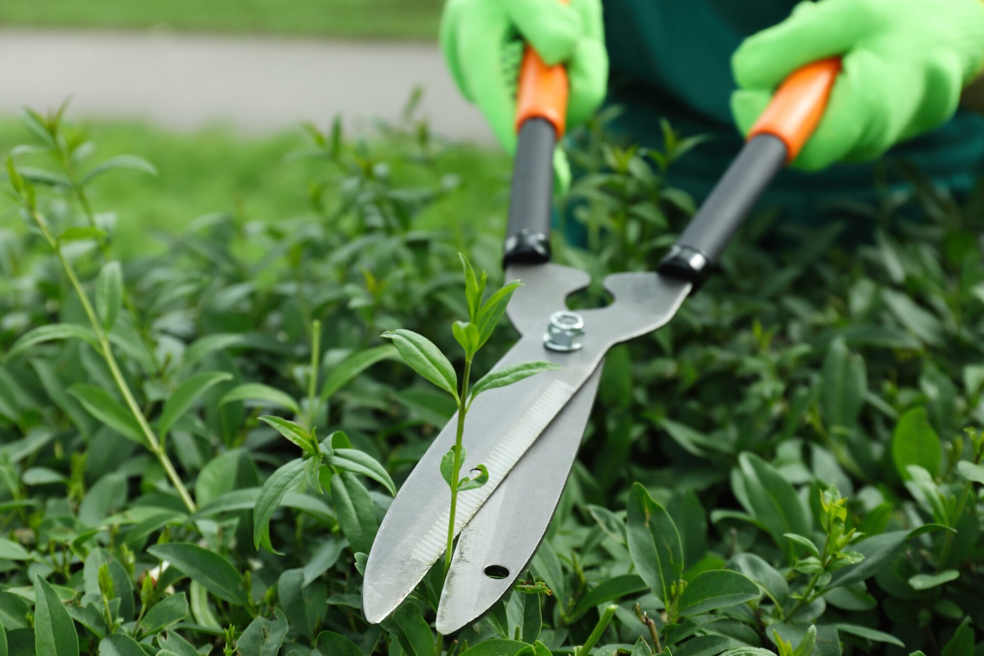 Person wearing green gloves trims green shrubs with large pruning shears. Close-up image shows detailed foliage and gardening tools.