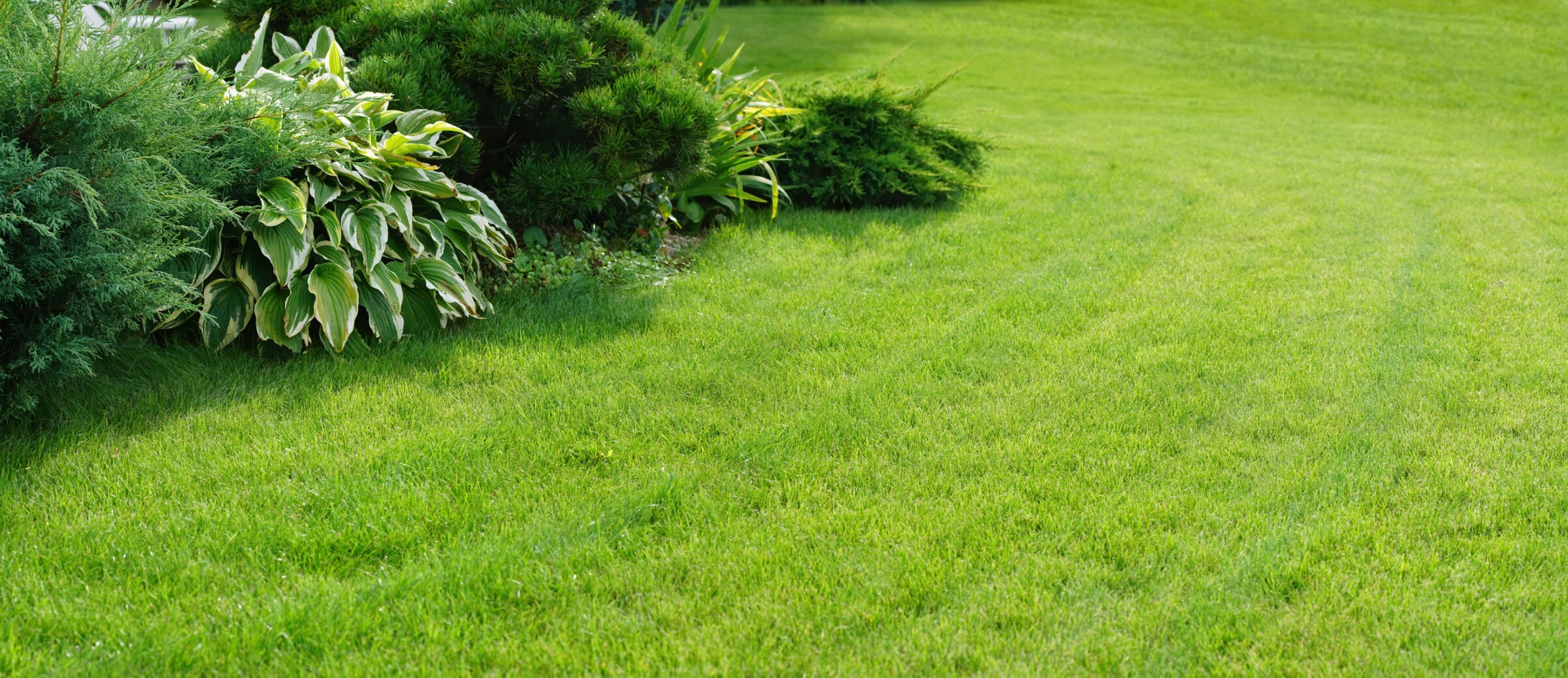 Lush green lawn with vibrant hostas and shrubs, creating a serene garden landscape under bright, natural light. No people or structures visible.