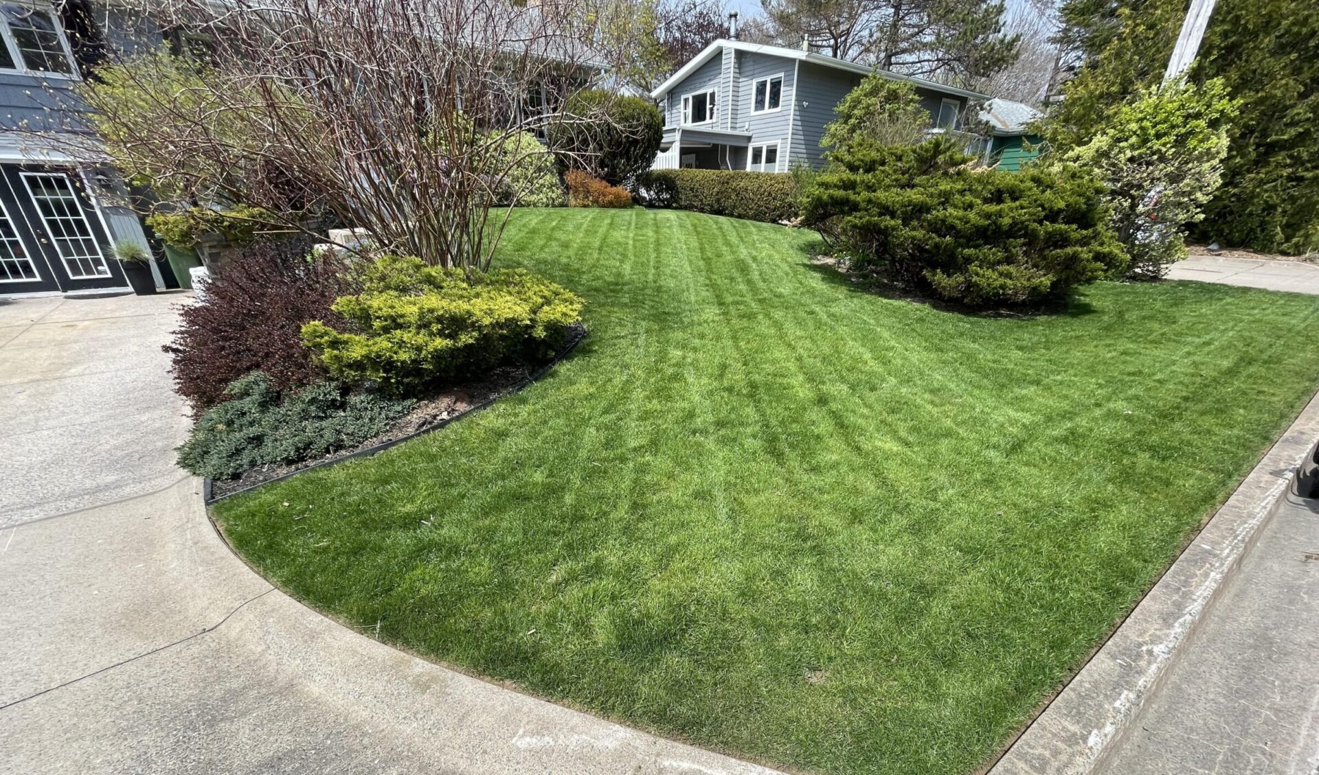 A well-maintained lawn with neatly trimmed bushes and plants surrounds a suburban house on a sunny day, featuring a clean driveway.