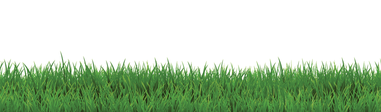 A row of lush green grass with a white background, showcasing fresh and healthy blades. Simple and clear composition.