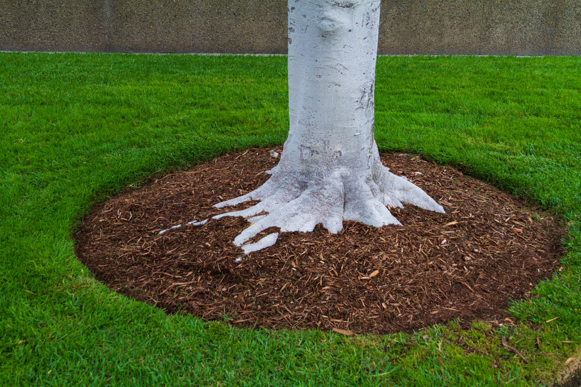 A tree trunk with white bark stands on a vibrant green lawn, surrounded by a neat circle of brown mulch.