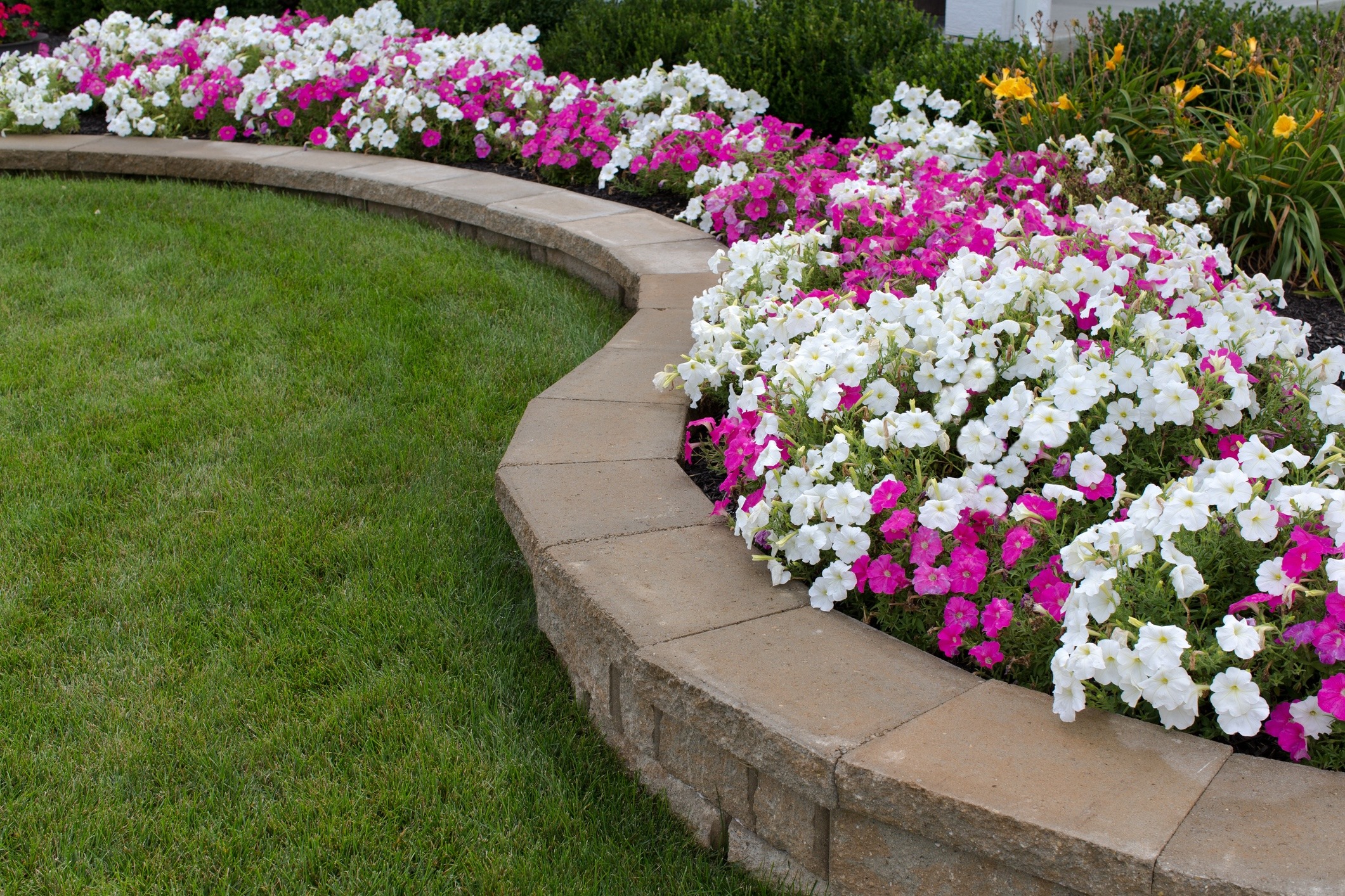 A curved flower bed with vibrant pink, white, and yellow flowers bordered by a neatly trimmed grassy lawn and stone edge.