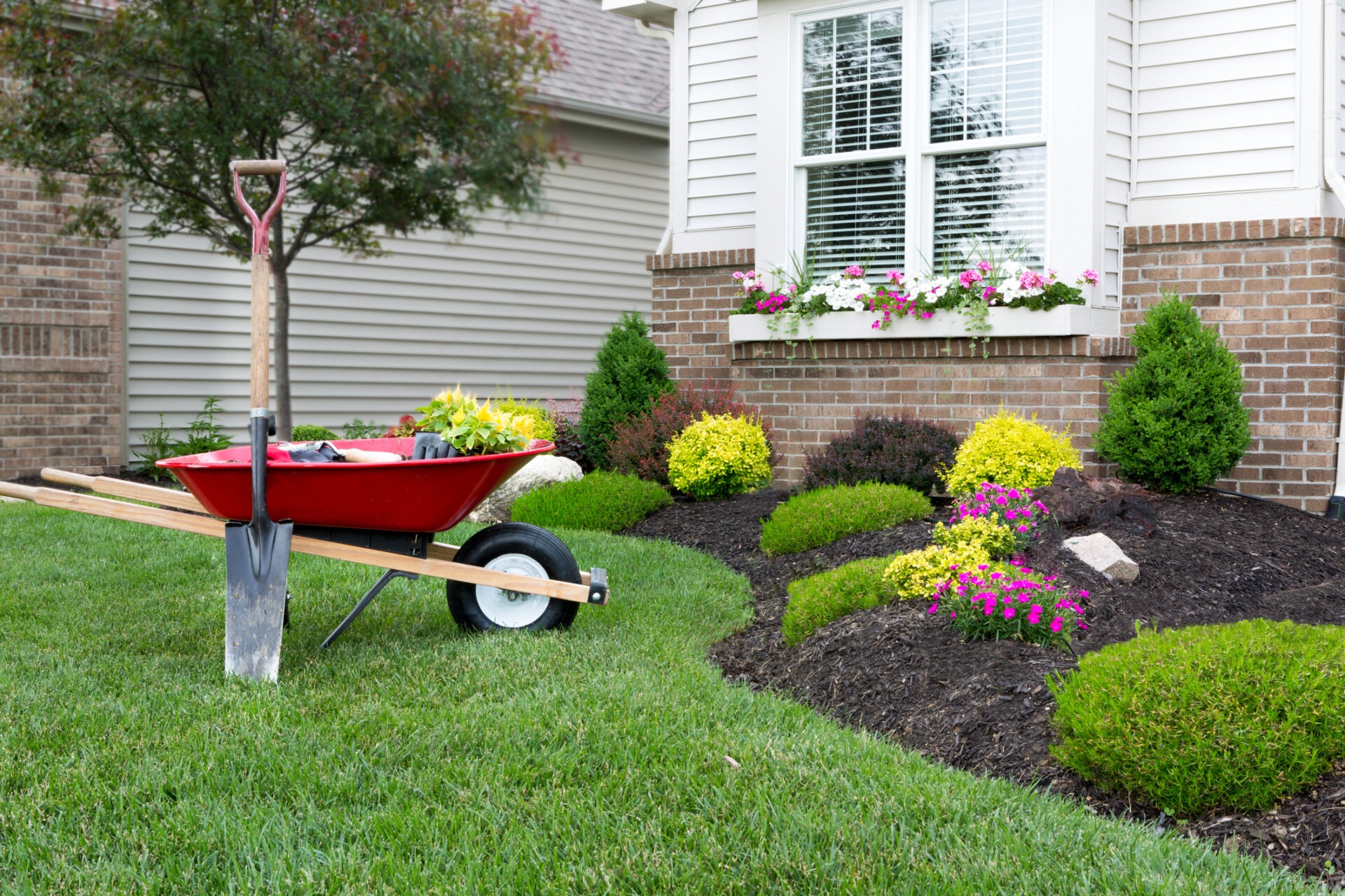 A red wheelbarrow and shovel rest on a well-manicured lawn with landscaped flowers and shrubs near a house with brick siding.