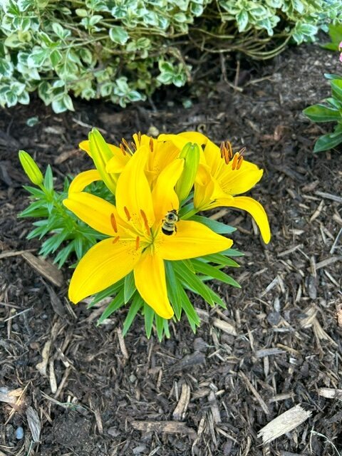 Bright yellow lilies in a garden bed with a bee collecting pollen. Background features green foliage with variegated leaves.