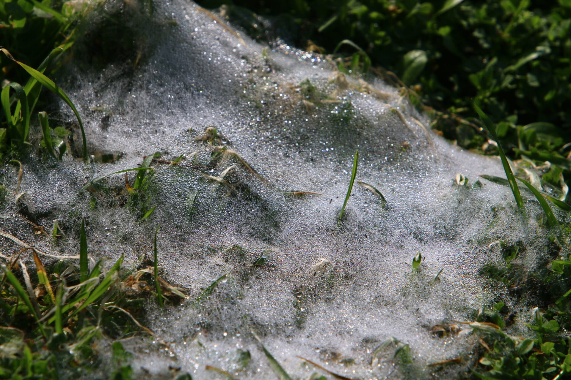 Dew-covered grass with delicate webs, glistening in sunlight, creates a picturesque natural setting. No persons or landmarks in view.