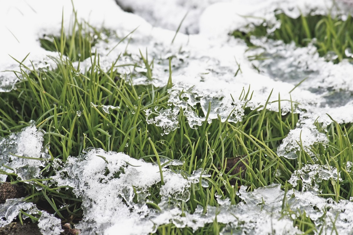 Green grass partially covered with melting snow and ice, displaying a transition from winter to spring. Close-up shot captures fine details.