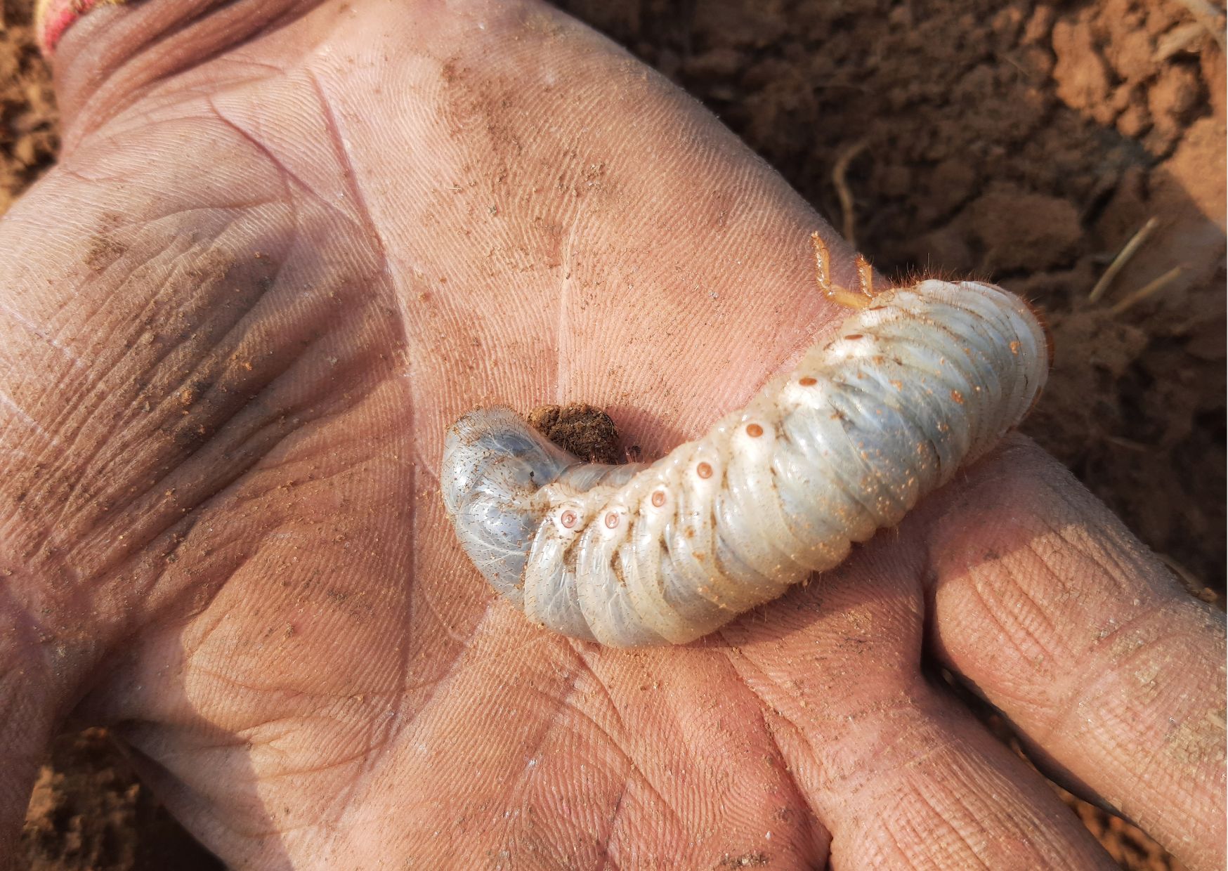 A person’s hand holds a large, segmented cream-colored grub with visible soil around, highlighting the interaction with nature and earth.