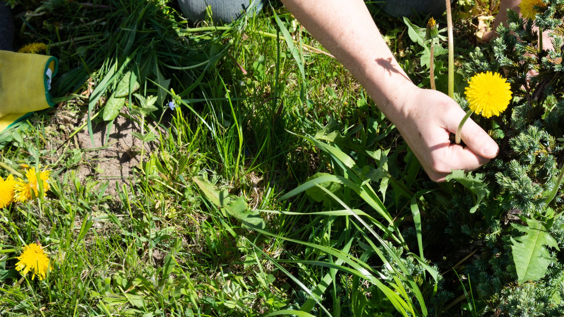 A person pulls a yellow dandelion from green grass. Nearby, gardening gloves rest on the ground. Bright, sunny day scene depicted.