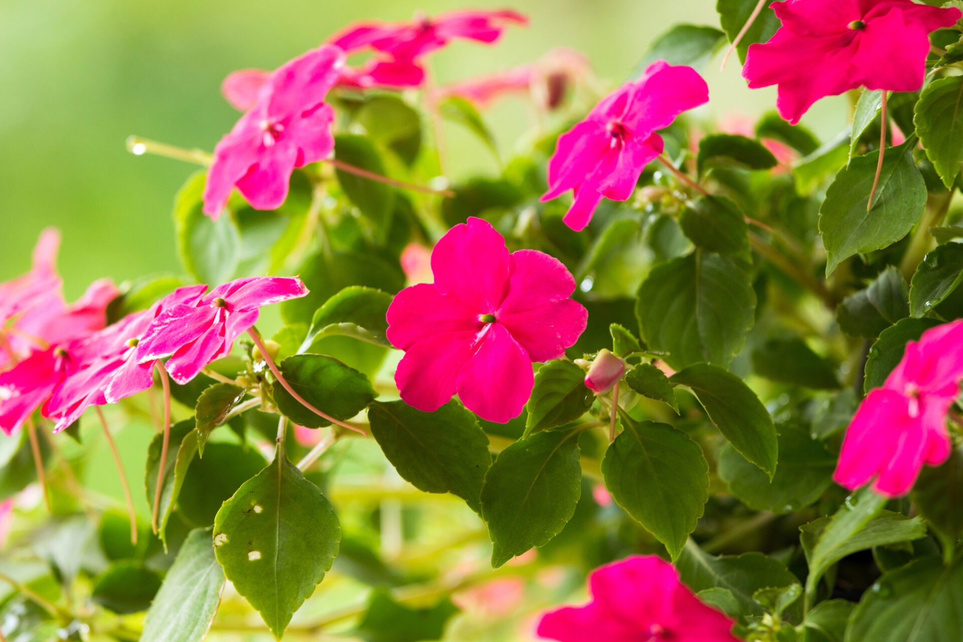 Vibrant pink impatiens flowers with lush green leaves, vividly blooming in a garden setting, against a blurred, soft-focus green background.