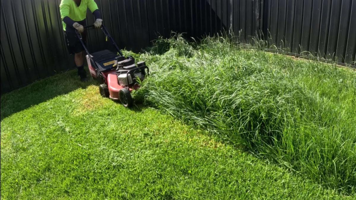 A person is mowing a lawn with a red lawnmower, cutting through tall grass beside a black fence in a backyard.