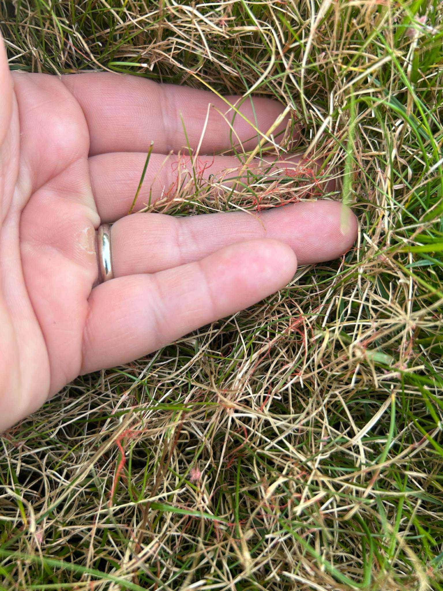A person's hand gently holds dried grass with small red threads interspersed, revealing a mix of green and brown hues.