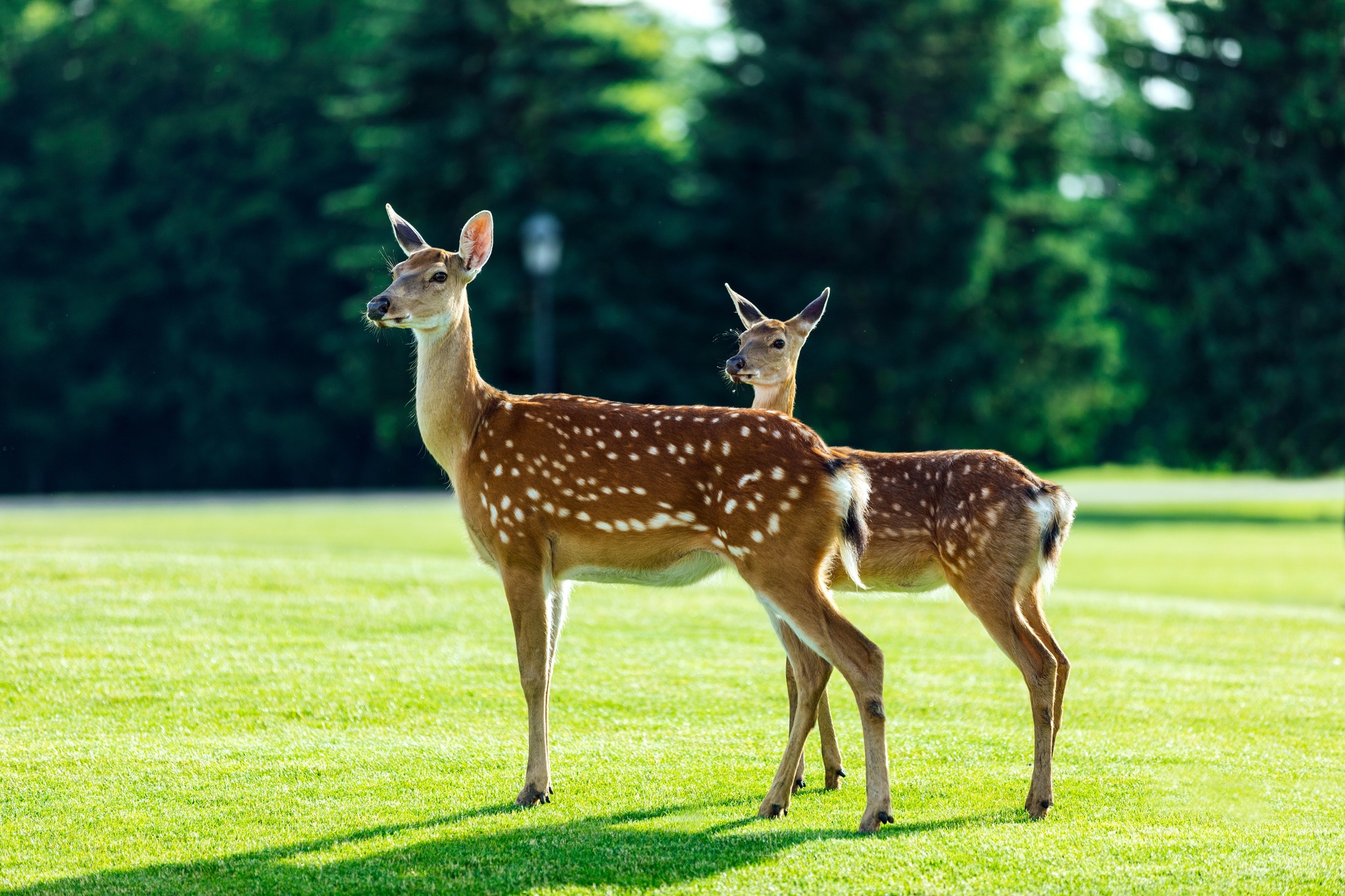 Two deer stand on a lush green lawn, surrounded by dense trees in a tranquil, natural setting under bright sunlight.