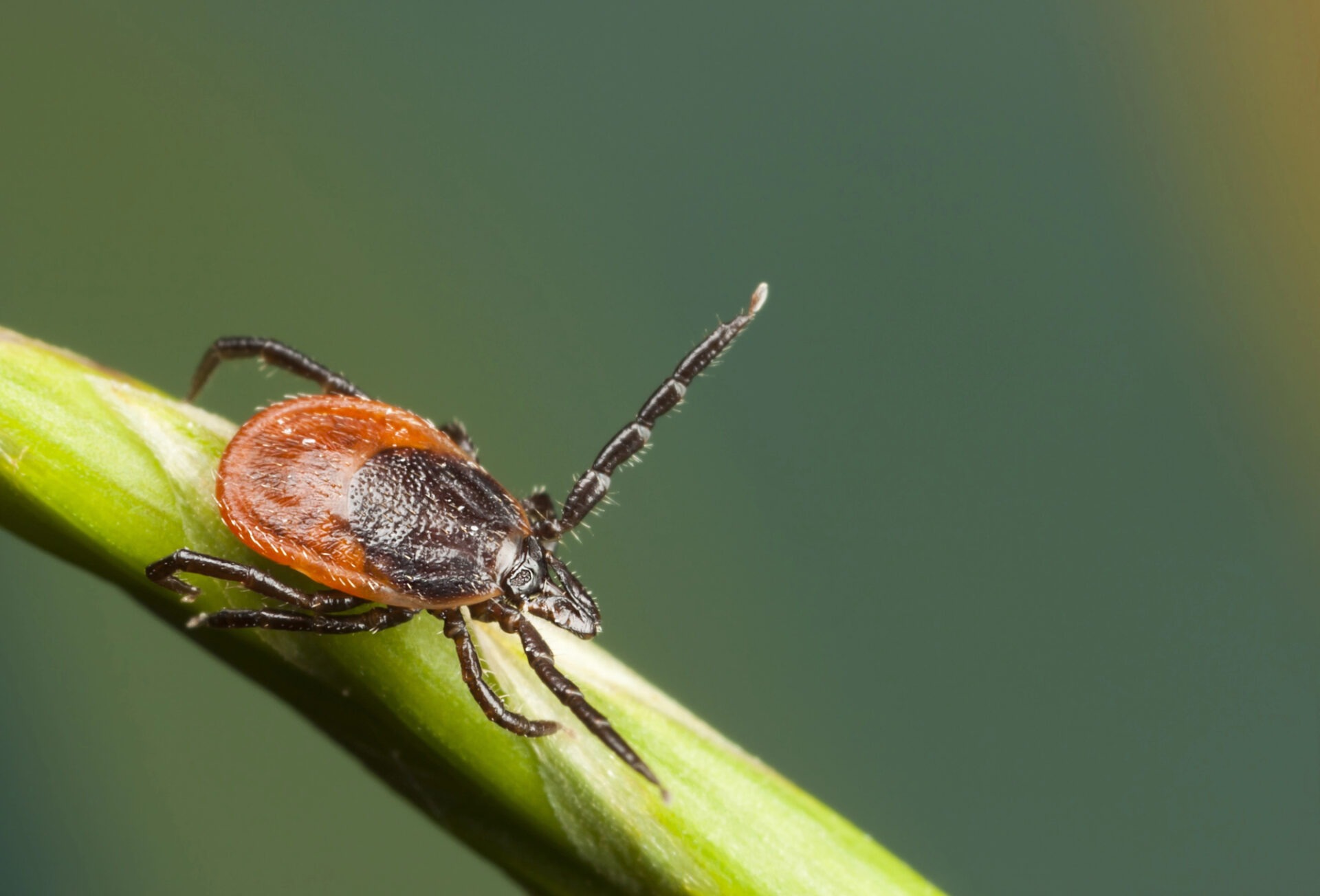 A close-up image of a tick on a green leaf, showcasing its detailed features against a blurred, muted background.