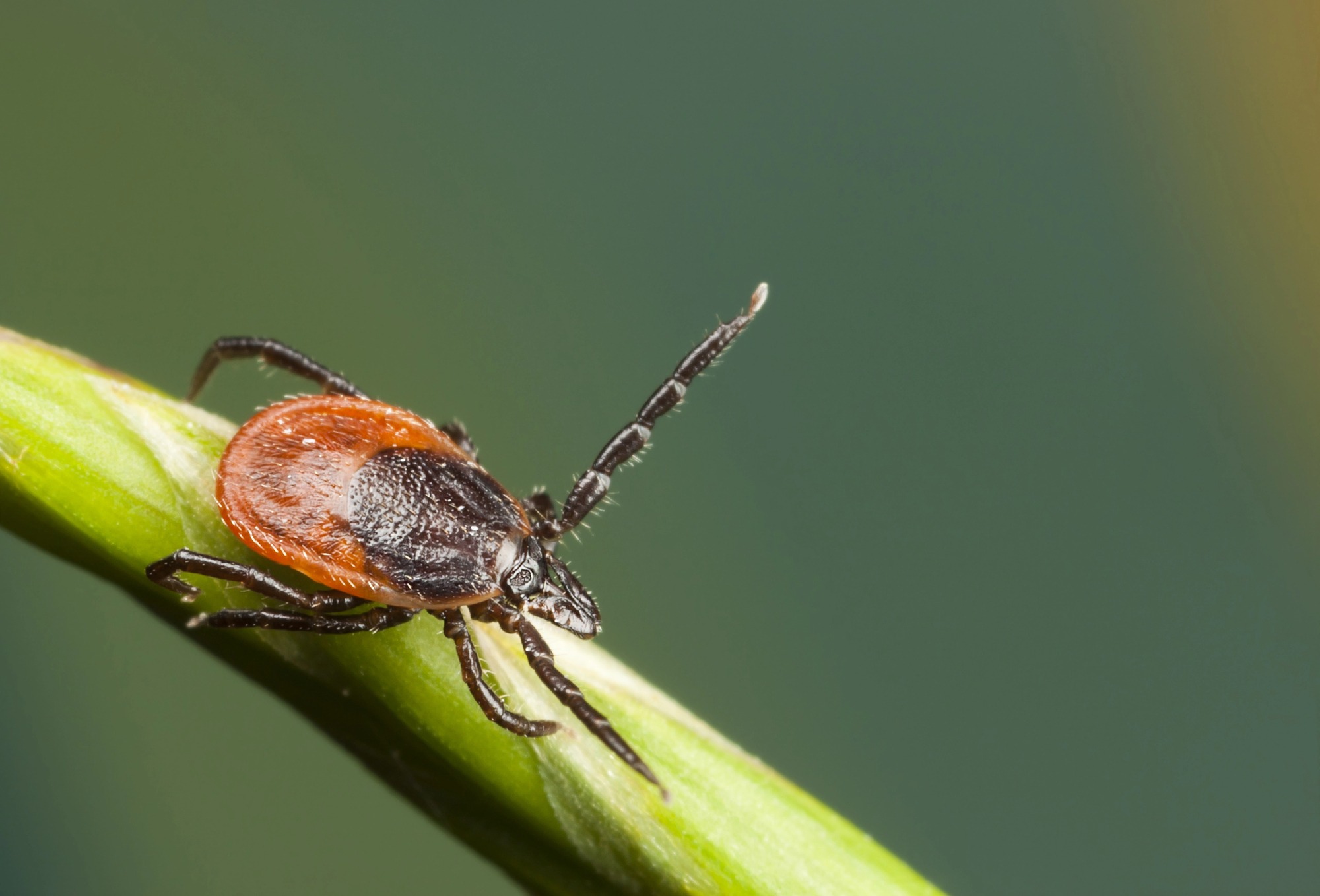 A close-up image of a tick on a green leaf, showcasing its detailed features against a blurred, muted background.
