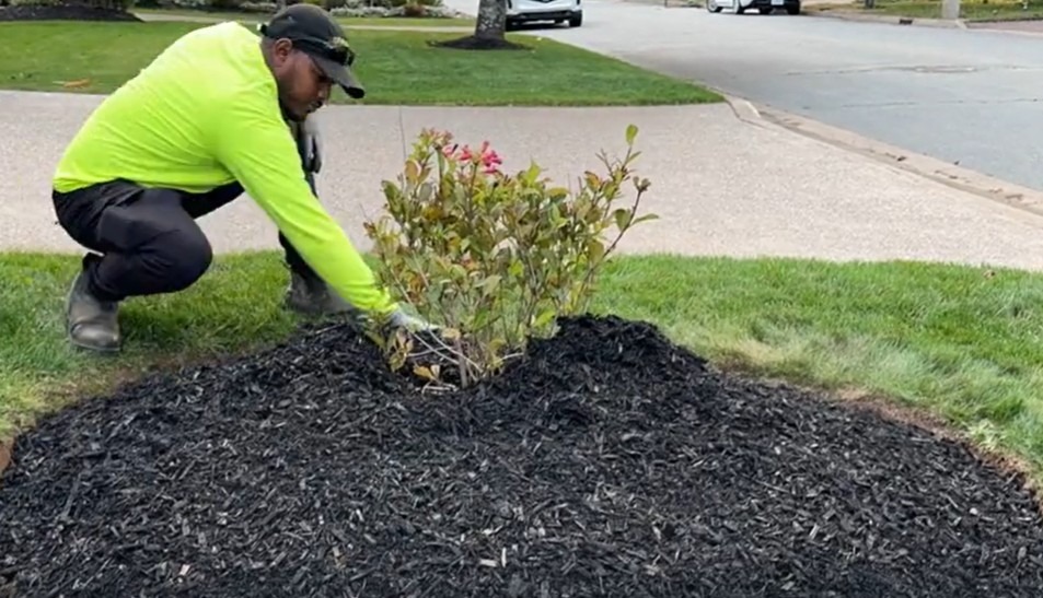 A person in a neon shirt arranges mulch around a small shrub in a residential neighborhood, near a driveway and street.